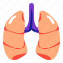 lung, body, organs, internal, human