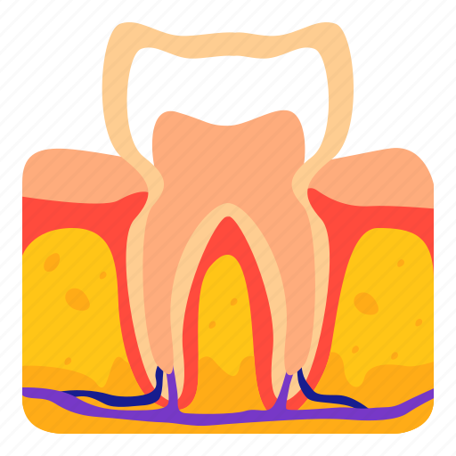 Tooth, dental, dentist, root, canal, human icon - Download on Iconfinder