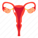 uterus, ovary, organs, cervix, body, part, gynecology, reproductive
