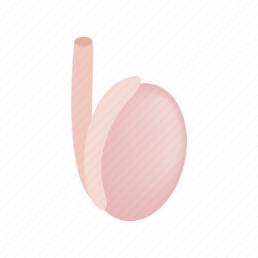 Egg, fertilize, genital, isometric, male, organ, reproduction icon - Download on Iconfinder