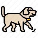 dog, collar, sensor, movement, technology, internet