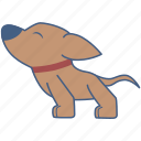 chihuahua, animal, character, sticker, cartoon, cute