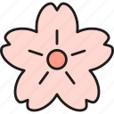 cherry, blossom, sakura, flowers, japan, japanese