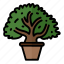 bonsai, tree, japan, plants, ficus, plant, japanese