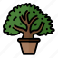 bonsai, tree, japan, plants, ficus, plant, japanese 