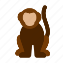 monkey, animal, forest, jungle