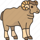 ram, sheep, farm, meadow, animal