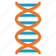 biology, genetics, science, dna structure, genetic engineering, genome chain, spiral molecule 