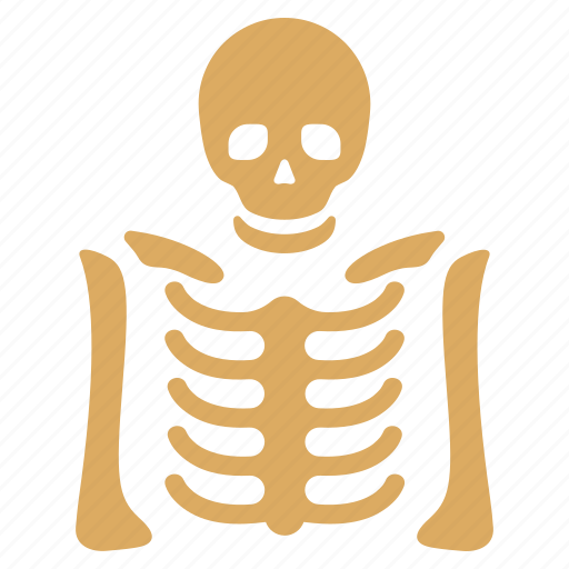 Skeleton, anatomy, bones, dead, xray image, diagnosis, radiography icon - Download on Iconfinder
