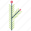 bipinnate, forest, leaf, pine, shape, tree 