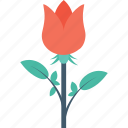blossom, flower, red rose, rose, rosebud