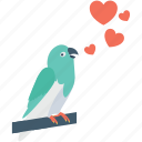 bird, love message, loving birds, pigeon, romance