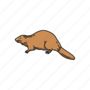 animals, beaver, mammal, mountain beaver, rodent, semiaquatic rodent