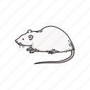 animals, cotton mouse, mammal, mouse, rat, rodent, white rat