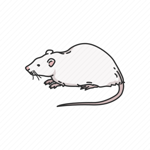 Animals, cotton mouse, mammal, mouse, rat, rodent, white rat icon - Download on Iconfinder