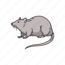 animals, grey rat, mammal, mouse, rat, rodent
