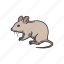 animals, barn mouse, mammal, mouse, rat, rodent 