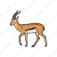 animals, antelope, gazelle, hart mountain antelope, hartebeest, mammal 