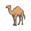 animals, arabian camel, camel, domestic animal, dromedary, mammal 