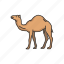 animals, arabian camel, camel, domestic animal, dromedary, mammal 
