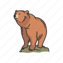 animals, bear, grizzly, kodiak bear, mammals, wild bear