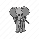 animal, elephant, elephant tusk, keystone species, large mammals, mammals
