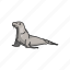 animal, fin footed, flippers, mammal, pinnipeds, sea lion, seal 