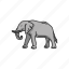 animal, elephant, elephant tusk, keystone species, large mammals, mammals 