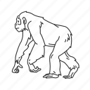 chimp, chimpanzee, hominidae family, medium land mammal, monkey