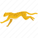 acceleration, cheetah, fast, hunter, predator, speed, sprint