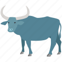 bull, cattle, ox, oxen, rodeo, water, water buffalo