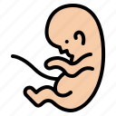 fetus, baby, unborn, fertilization