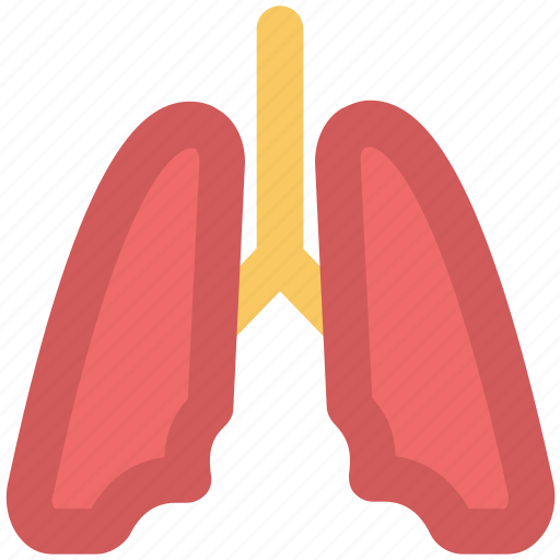 Anatomy, body organ, breathe, human lungs, lungs, pulmonology icon - Download on Iconfinder