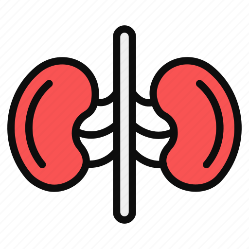 Kidneys, nephron, renal artery, urinary bladder, urinary tract icon - Download on Iconfinder