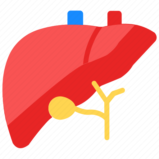 Hepatic, hepatic lobe, hepatology, human organ, liver icon - Download on Iconfinder