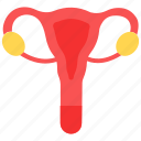 cervix, fallopian tube, ovary, reproductive system, uterus 