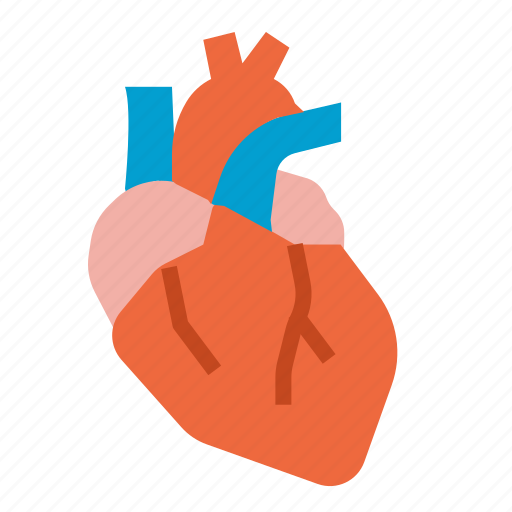 Heart, anatomy, organs, body, medical icon - Download on Iconfinder
