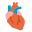 heart, anatomy, organs, body, medical 