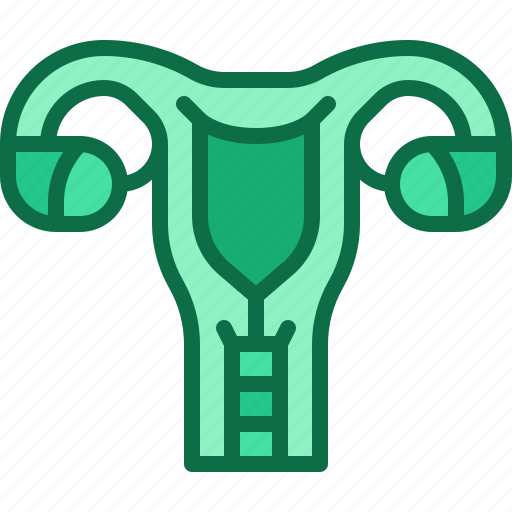 Uterus, reproductive, system, female, ovary, organ, anatomy icon - Download on Iconfinder