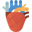heart, heartbeat, biology, anatomy, organ 