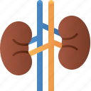 kidney, organ, anatomy, health, medical