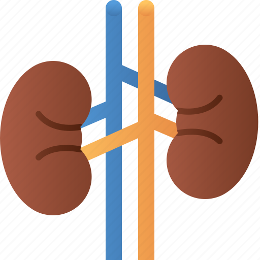 Kidney, organ, anatomy, health, medical icon - Download on Iconfinder