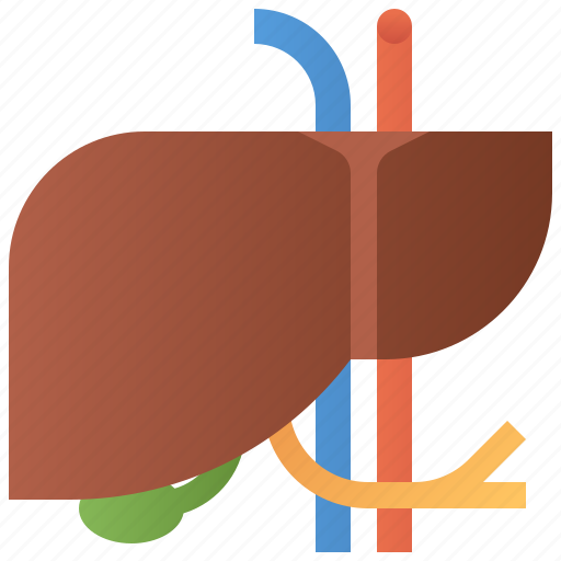 Liver, organ, anatomy, health, medical icon - Download on Iconfinder