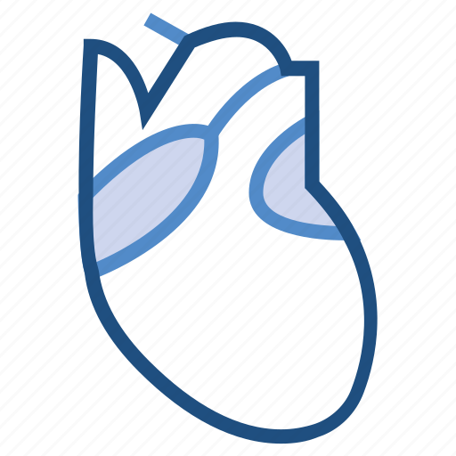 Health, heart, medical, muscle, organ icon - Download on Iconfinder