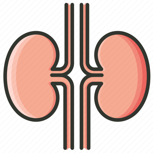 Kidney, organ icon - Download on Iconfinder on Iconfinder