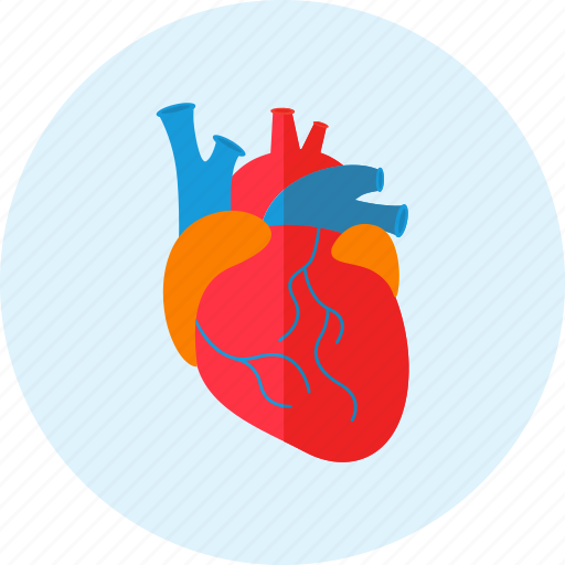 Heart, doctor, health, healthy, medical, medicine icon - Download on Iconfinder