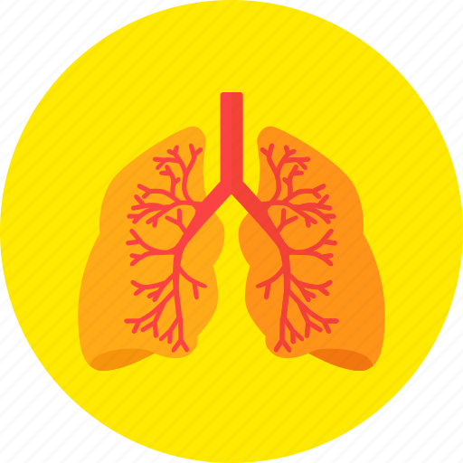 Lungs, medical, medicine, organ, respiratory, system icon - Download on Iconfinder
