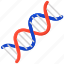 chromosome, deoxyribonucleic acid, dna, gene, heredity, nucleic acid 