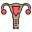 uterus, gynecology, ovary, womb, reproductive 