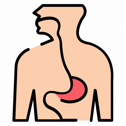 Esophagus, anatomy, biology, organ, throat icon - Download on Iconfinder